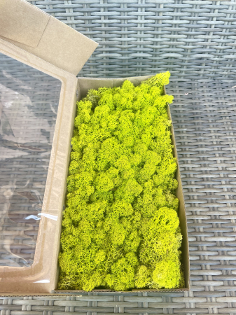 Licheni - Licheni Lime Green