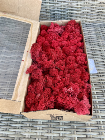 Licheni - Licheni Rosu