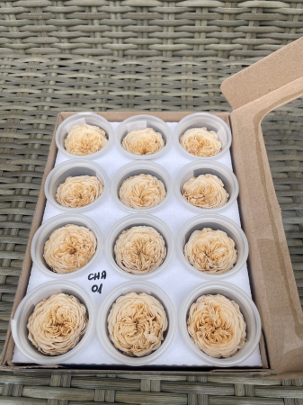 AMELIA- Mini trandafiri de gradina - MINI AL CHA-01