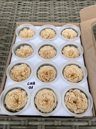 AMELIA- Mini trandafiri de gradina - MINI AL CHA-01