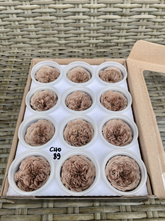 AMELIA- Mini trandafiri de gradina - MINI AL CHO-89