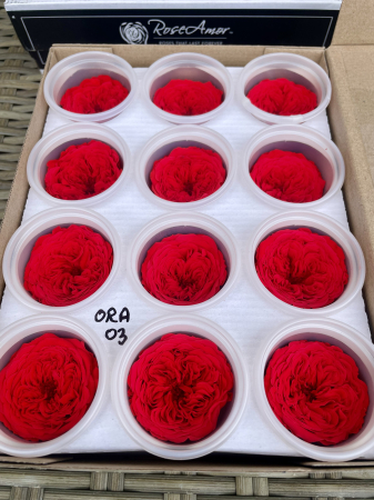 TRANDAFIRI CRIOGENATI-ROSEAMOR - MINI AL ORA-03