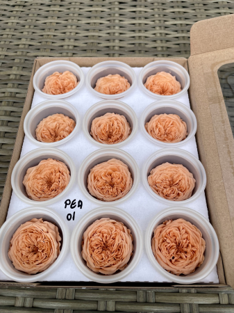 AMELIA- Mini trandafiri de gradina - MINI AL PEA-01