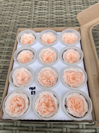 AMELIA- Mini trandafiri de gradina - MINI AL PEA-89