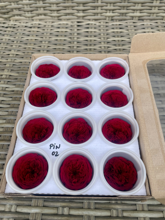 AMELIA- Mini trandafiri de gradina - MINI AL PIN-02