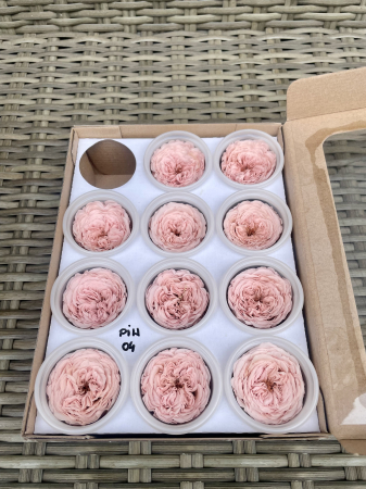 AMELIA- Mini trandafiri de gradina - MINI AL PIN-04