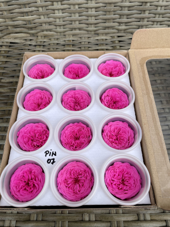 AMELIA- Mini trandafiri de gradina - MINI AL PIN-07