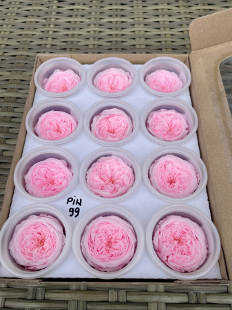 AMELIA- Mini trandafiri de gradina - MINI AL PIN-99