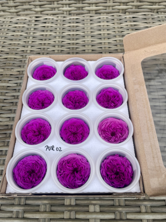 AMELIA- Mini trandafiri de gradina - MINI AL PUR-02