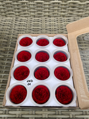 AMELIA- Mini trandafiri de gradina - MINI AL RED-01