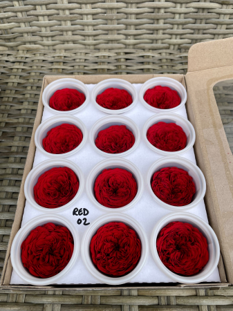 AMELIA- Mini trandafiri de gradina - MINI AL RED-02