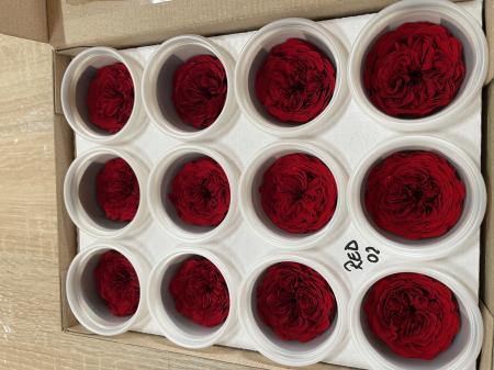 MINI TRANDAFIRI DE GRADINA - MINI AL RED-02
