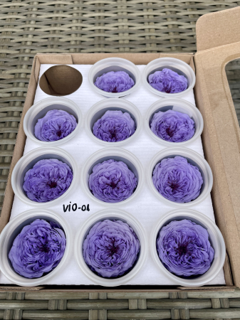 AMELIA- Mini trandafiri de gradina - MINI AL VIO-01