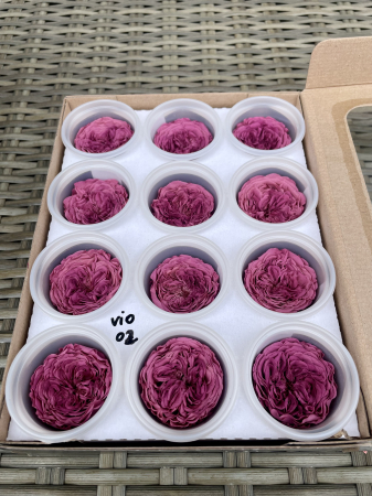 AMELIA- Mini trandafiri de gradina - MINI AL VIO-02