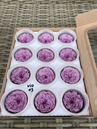 AMELIA- Mini trandafiri de gradina - MINI AL VIO-03