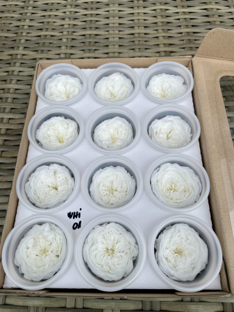 AMELIA- Mini trandafiri de gradina - MINI AL WHI-01