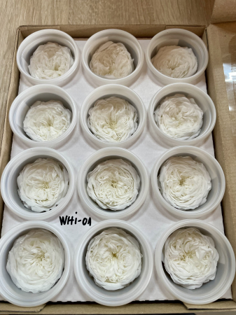 MINI TRANDAFIRI DE GRADINA - MINI AL WHI-01