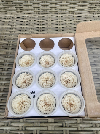 AMELIA- Mini trandafiri de gradina - MINI AL WHI-04