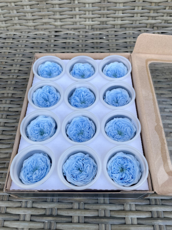 AMELIA- Mini trandafiri de gradina - MINI AL BLU-89