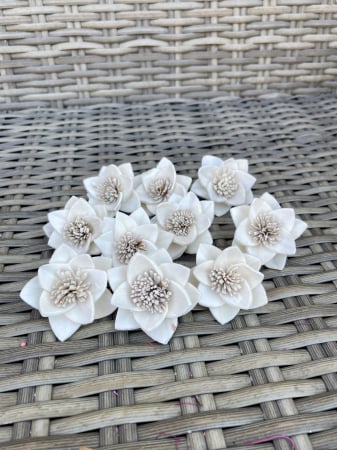 Shola - Mini garden Shola ivoire 10 capete