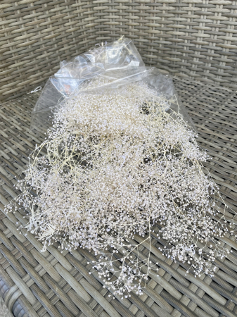Gypsophila - Mini gypsophila ivoire