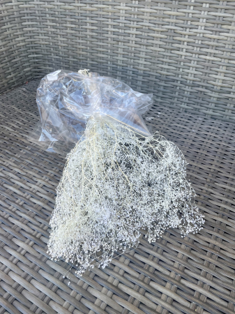 Gypsophila - Mini gypsophila ivoire