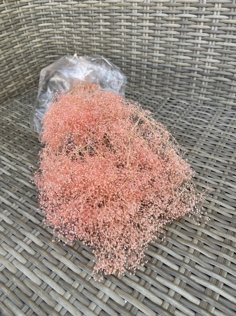 Gypsophila - Mini gypsophila PEACH