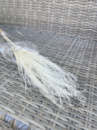 Mischantus - Mischantus Alb, 5 fire