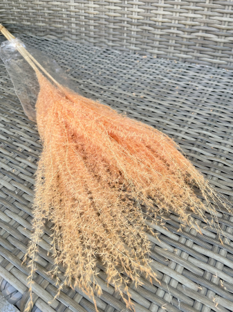 Mischantus - Mischantus Peach, 5 fire