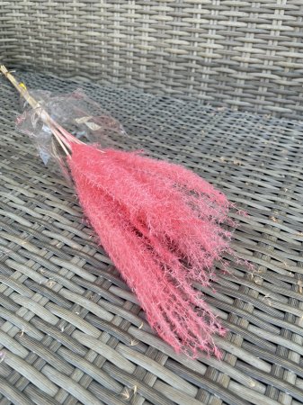 Mischantus - Mischantus Roz intens, 5 fire