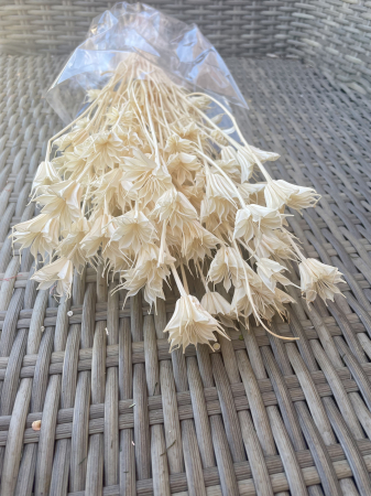FLORI SI PLANTE USCATE - Nigella alba/ivoire