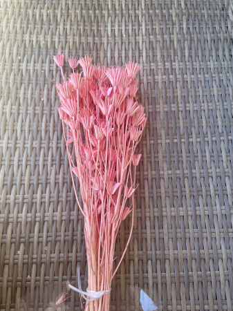Nigella - Nigella roz