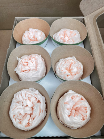 BUJORI NIKI - Bujori NK PEA-89