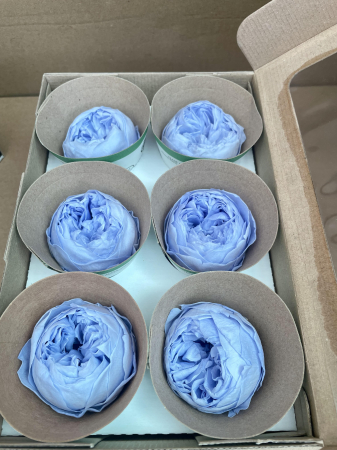 BUJORI NIKI - Bujori NK VIO-89