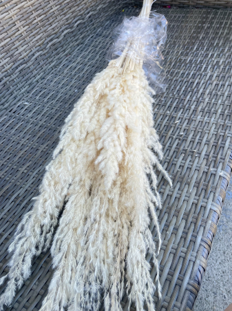 Pampas - Pampas ERYANTHUS Ivoire