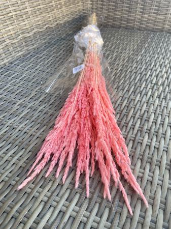 Pampas - Pampas Piumette roz