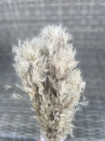 Pampas pluminha natur [2]