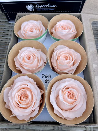 BUJORI ROSEMOR - PEA-89, WHISPER Roseamor