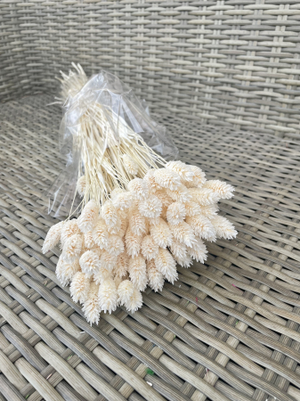 FLORI SI PLANTE USCATE - Phalaris alb
