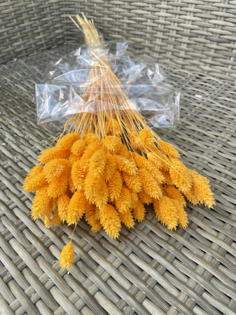 FLORI SI PLANTE USCATE - Phalaris albiocca