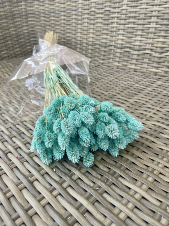 Phalaris - Phalaris Baby blue