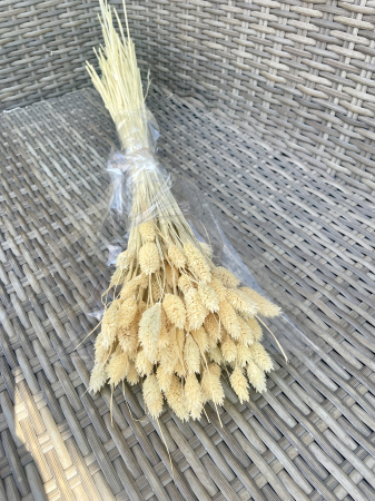 FLORI SI PLANTE USCATE - Phalaris crem