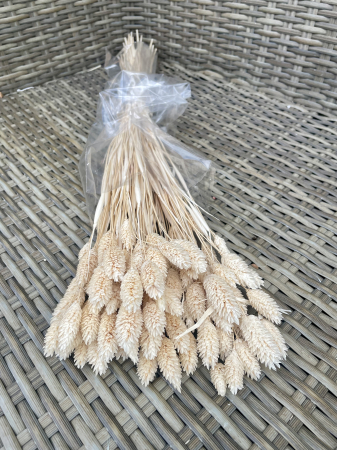 FLORI SI PLANTE USCATE - Phalaris crem