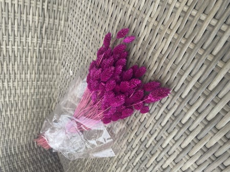 Phalaris - Phalaris fuchsia