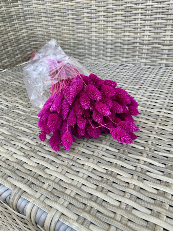 Phalaris - Phalaris fuchsia