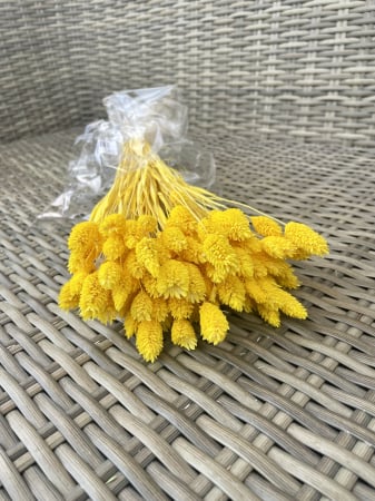 Phalaris - Phalaris galben
