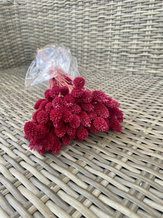 FLORI SI PLANTE USCATE - Phalaris grena