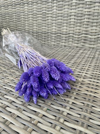 Phalaris - Phalaris lavanda