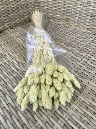 Broom Bloom - Phalaris Minty