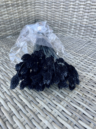 Phalaris - Phalaris Negru